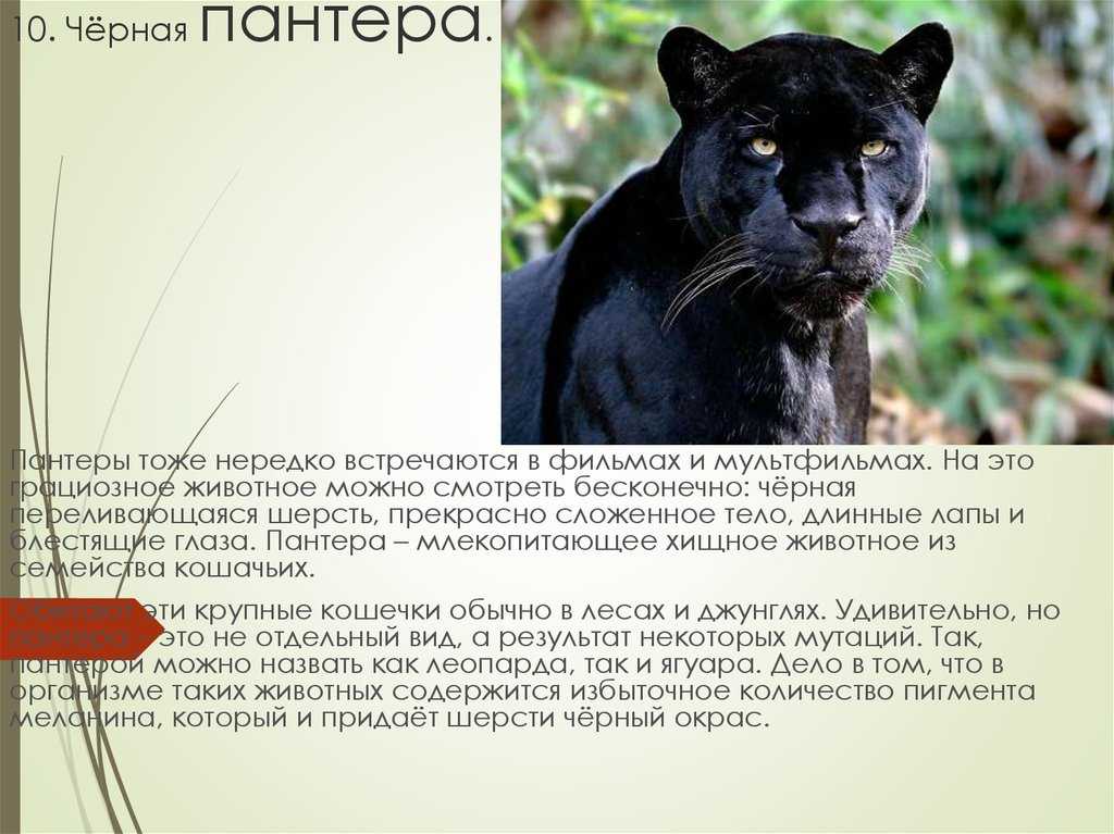 Леопард в красной книге – дымчатый и дальневосточный леопарды