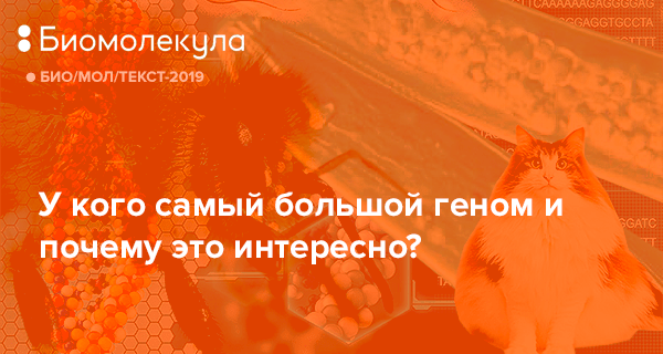 Сколько хромосом у кошек и котов: как выводят новые породы и какие гены отвечают за внешние особенности питомца