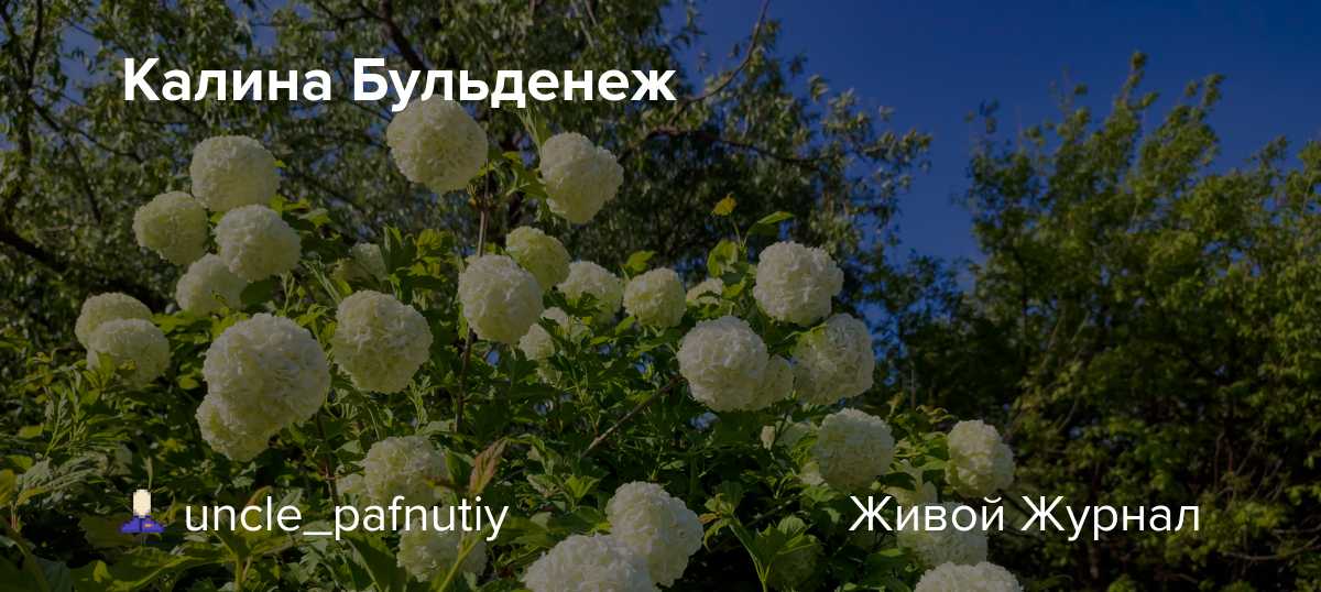 Бульденеж красиво цветет и долго живет