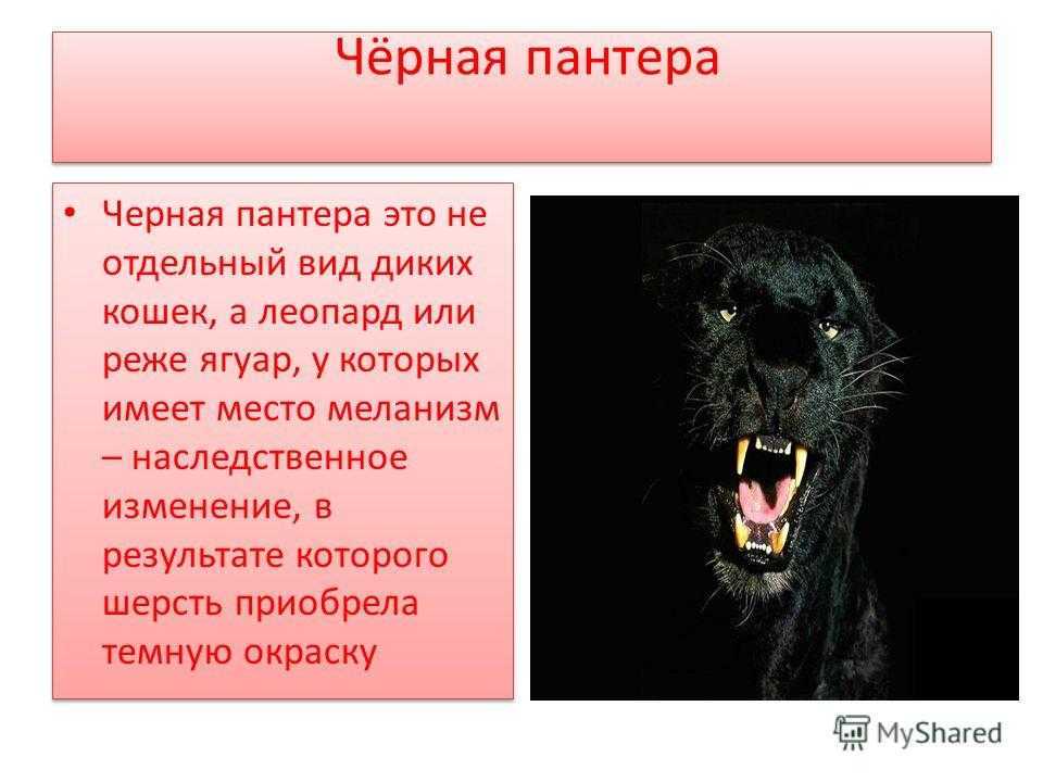 Пантера - кто это на самом деле (чем отличается и какого цвета)
