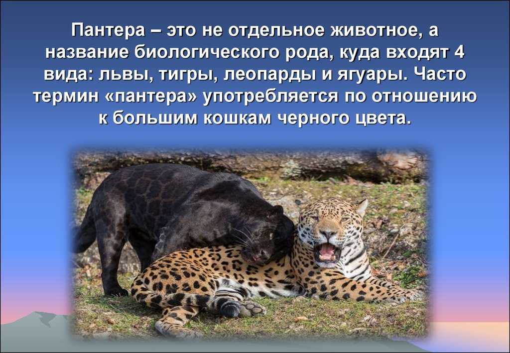 Какие медведи входят в красную книгу россии: список видов и их статус