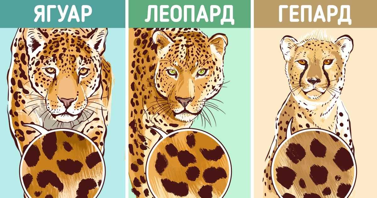 Леопард против гепарда — 5 ключевых отличий: разница, быстрота, сила, вес и т.д.