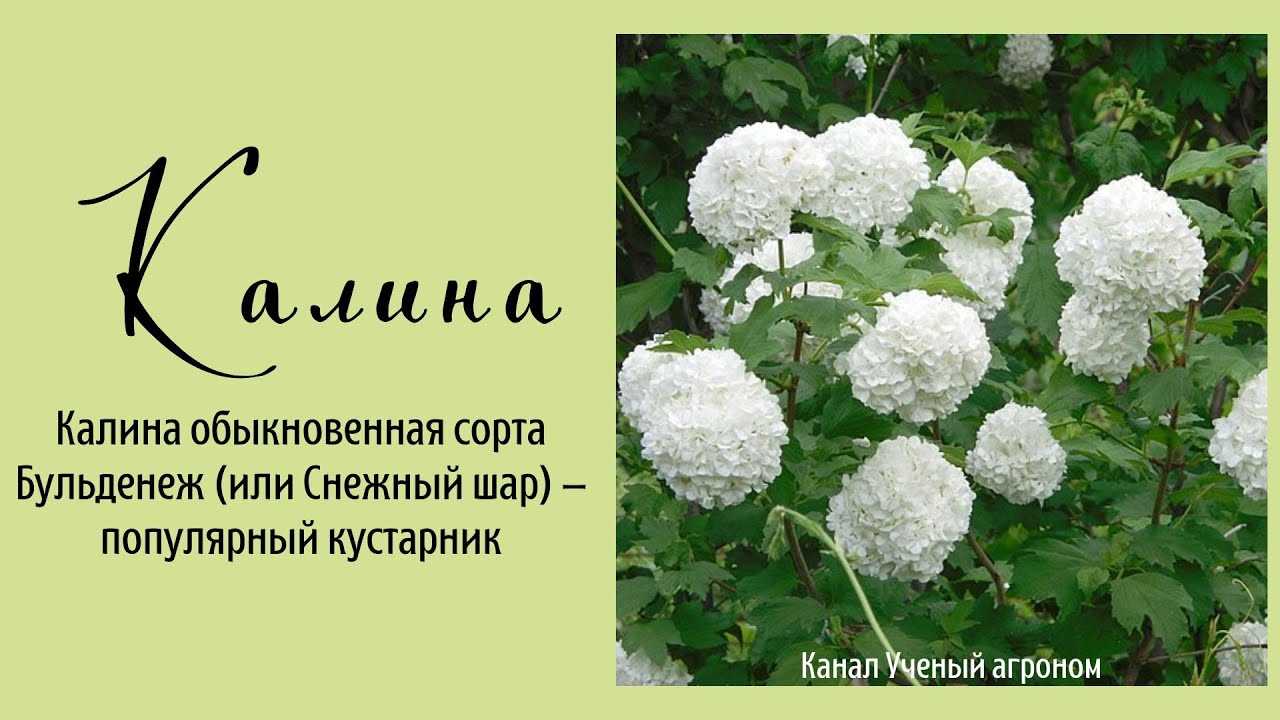 Особенности успешного роста калины бульденеж: посадка, уход, обрезка и полив кустарника