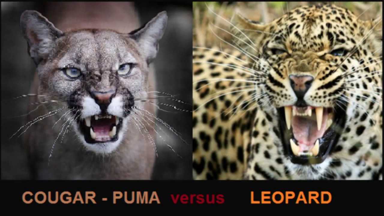 Как отличить пума. Гепард леопард Ягуар. Пума Ягуар леопард пантера. Гепард и леопард и Ягуар и пантера. Пума Ягуар пантера отличия.