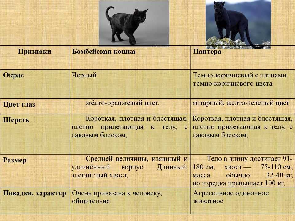 Черная кошка содержание. Пантера морфологический критерий. Пантера Размеры. Классификация пантеры. Размер пантеры животное.